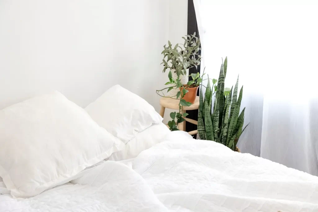 Plants for bedroom without much light