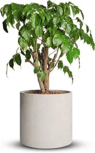 Indoor plant pot styled for a white farmhouse aesthetic, perfectly blending with neutral colors and rustic decor. The pot adds a touch of greenery, enhancing the natural and cozy ambiance of the living room